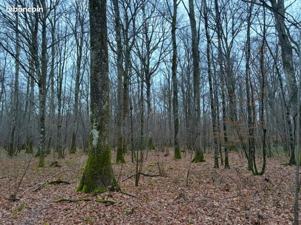 Propriété forestière en Bourgogne - 15 hectares - Yonne (89)
