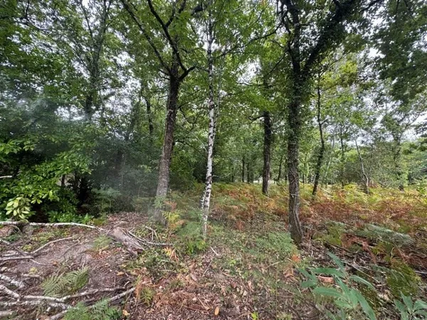Terrain 2019 m²