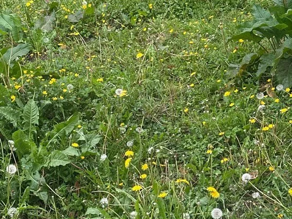Terrain constructible 370m2