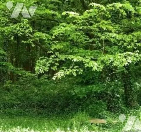 Terrain 21070 m² MONTBAVIN