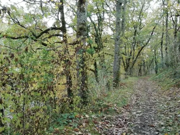 Parcelles boisées