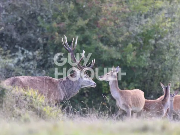 SOLOGNE DU CHER : PRESLY