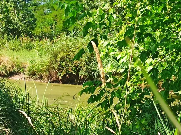 Pré de rivière