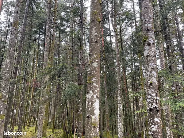 à vendre - propriété forestière de 10,82 ha dans le puy-de-dôme (63)