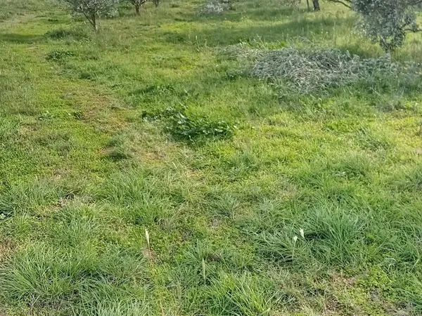 Terrain agricole avec oliviers en production