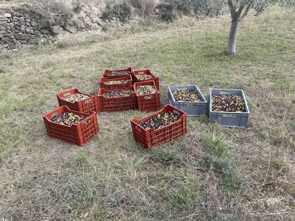 Bien agricole et foncier Vente Neffiès   150000€