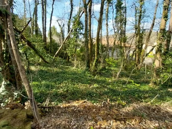 Terrain constructible Boisé 2500 m2 à CHANCELADE