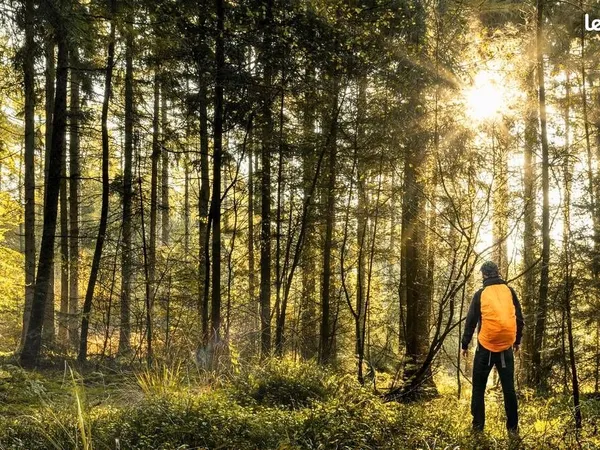 2 parcelles de forêt