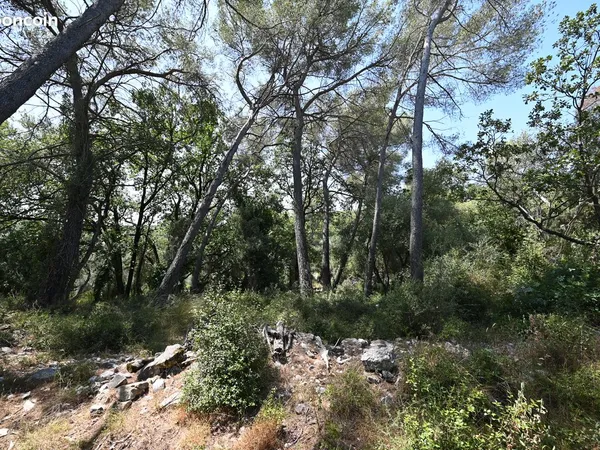 TERRAIN ROQUEFORT-LES-PINS - 2 500 m²