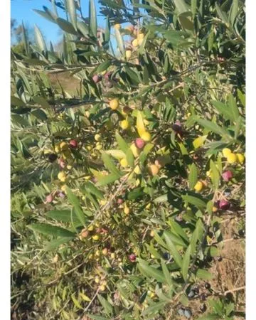À vendre jardin de loisirs
