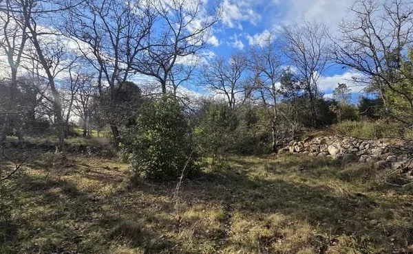 Parcelle boisée