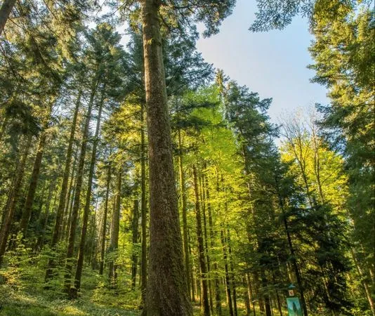 Parcelles de bois de feuillus résineux
