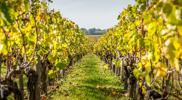 À VENDRE Parcelle de vignes AOC 9 660 m2 Terrain plat