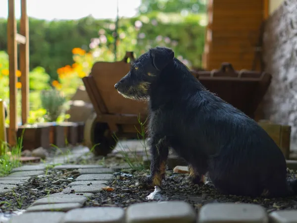 Animaux et voisinage : aboiements, divagation et ce que dit la loi