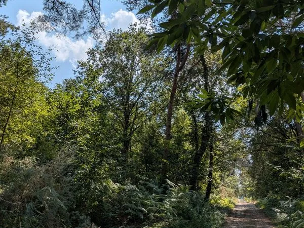 Terrain boisé