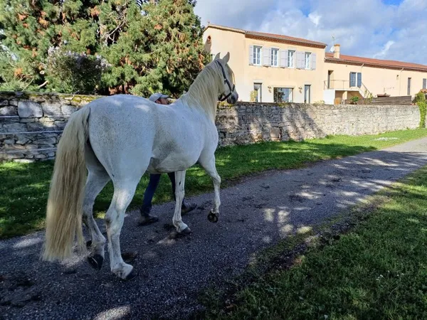 Vends propriété équestre