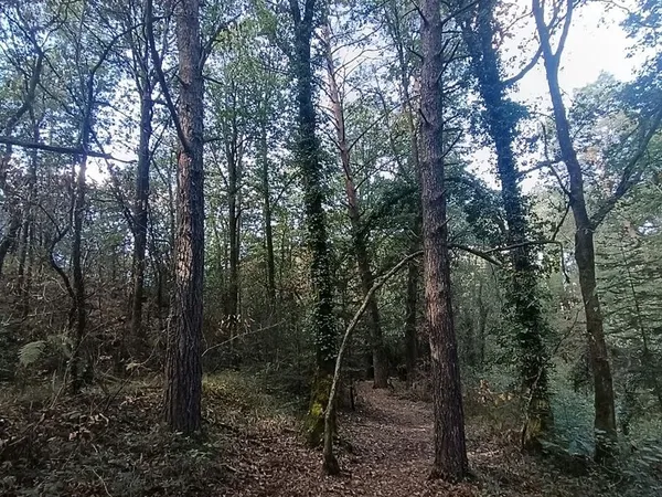 Terrain de 13 hectares