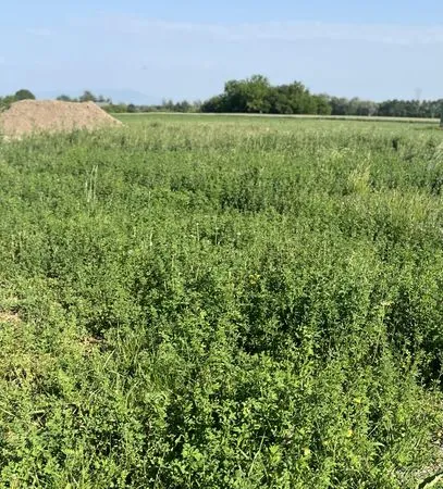 Vente | Terrain constructible | 402 m² | Saasenheim