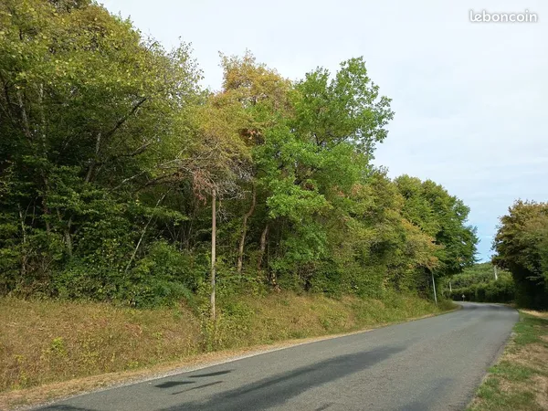 Terrain boisé (bois taillis)