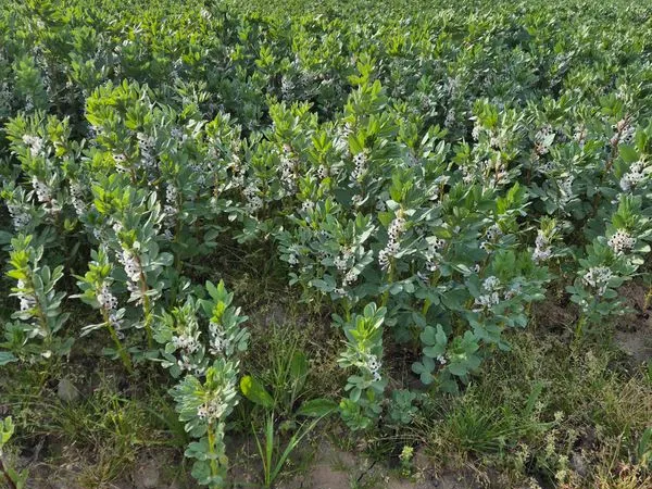 Terrain agricole et vigne Floréal