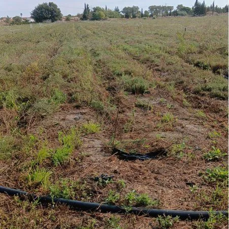 Terrain agricole