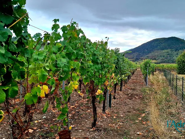 Terrain Turckheim 2670 m2