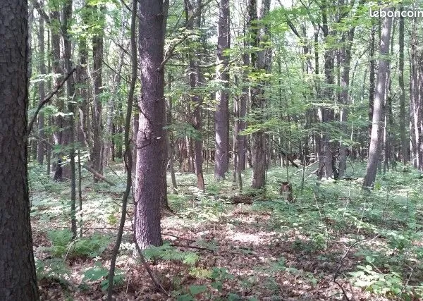 Terrains boisés en ZA de 39a ,60 a bavilliers limite urcerey