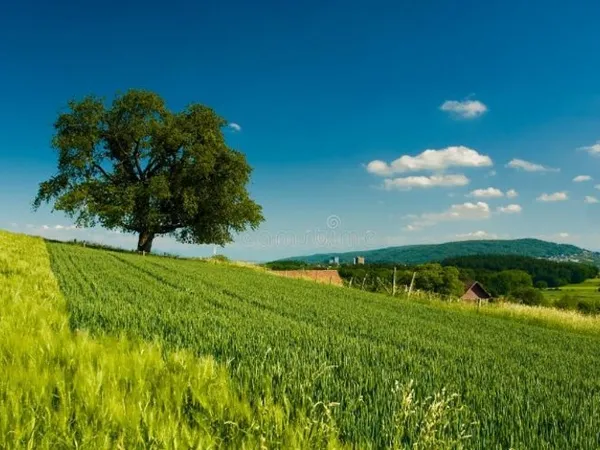 Terrain 350 m²