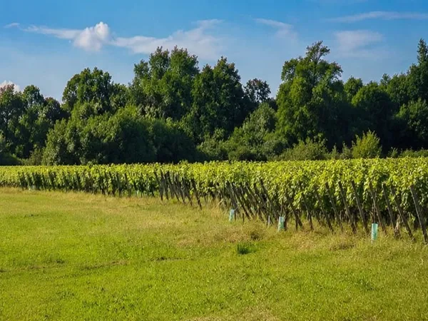 Terrain 605 m²