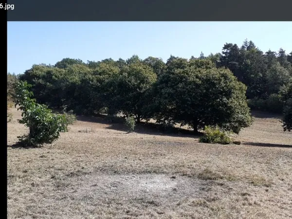 Verger Terrain agricole