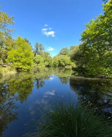 Étang forêt