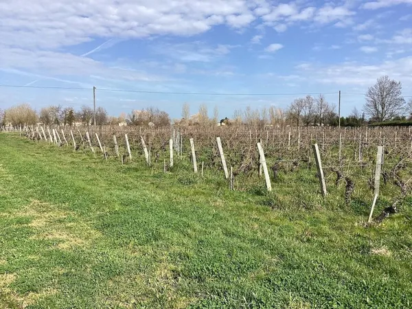parcelles de vignes à Saint Emilion en bio dont le cépage ce compose de 70 % de merlots et 30 % de c
