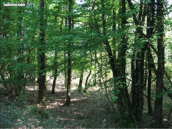 Parcelle de forêt 4Ha chasse loisir