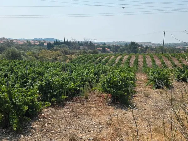 Lot 3 parcelles agricoles Espira 15000m²