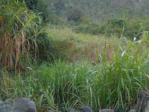 TERRAIN DE 500 M2 PALMISTE ROUGE