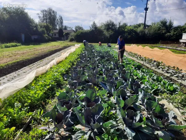 Micro ferme maraichère BIO