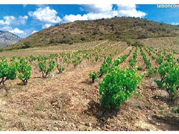 À louer 1,25 ha de vignes à Maury - Macabeu - accès facile