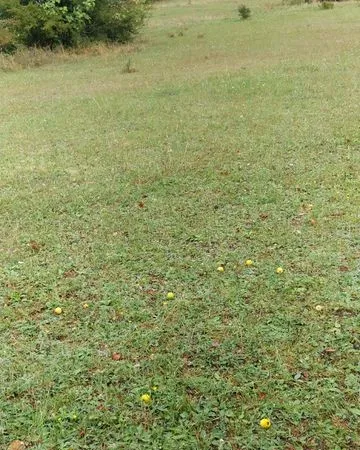 Terrain agricole 4820 m2