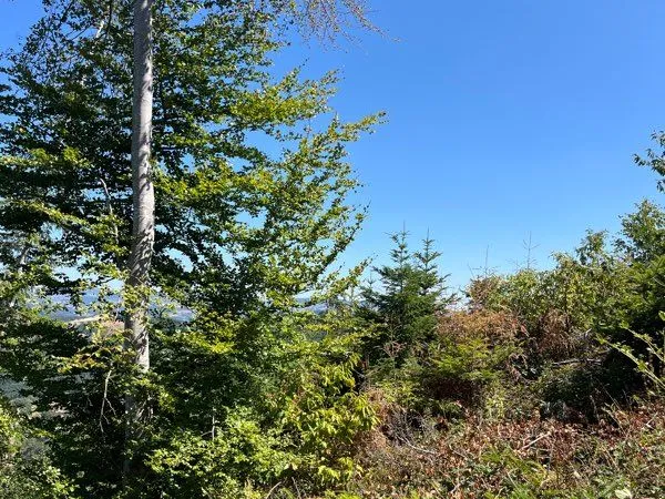 Vent Forêt Tailhac 6,30ha