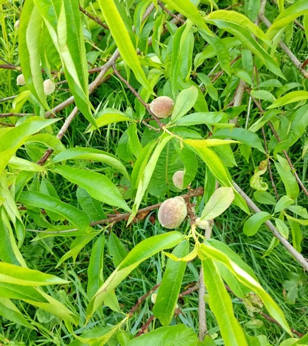 Photo 6