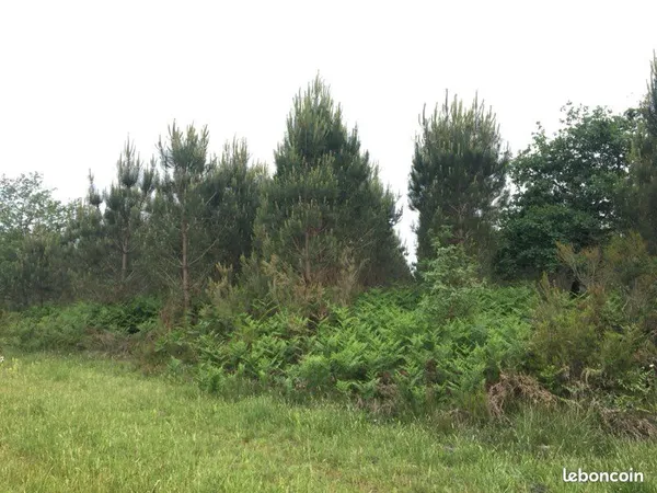 Terrain forestier sylviculture douce