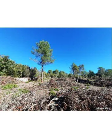 Terrain forestier