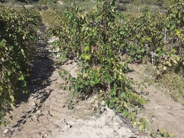Bien agricole et foncier Vente Roubia 16600m² 12000€