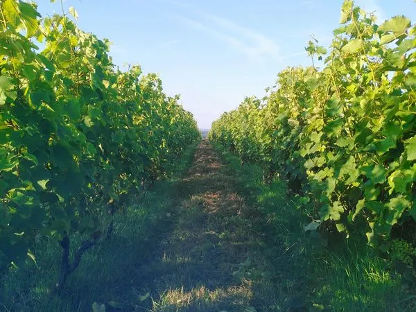 Bien agricole et foncier Vente Beaulieu-sur-Layon  15500m² 25000€