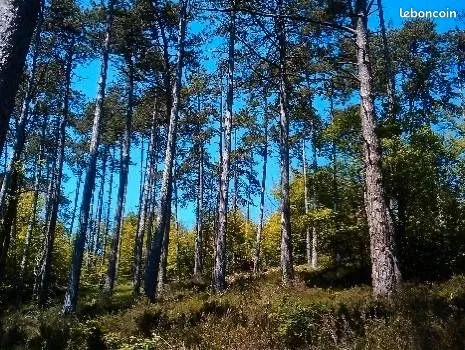Terrain boisé