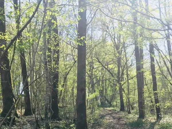 Parcelles bois à vendre