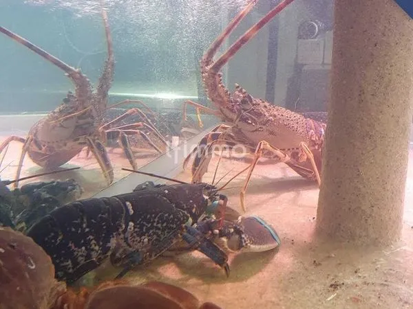 Bar, fonds de commerce, poissonnerie 70 m² Fréjus
