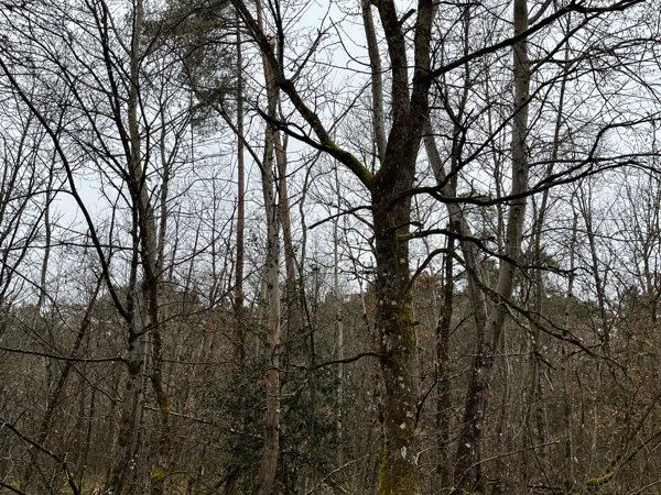 Parcelles de bois