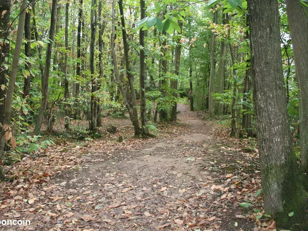Terrain boisé 91530