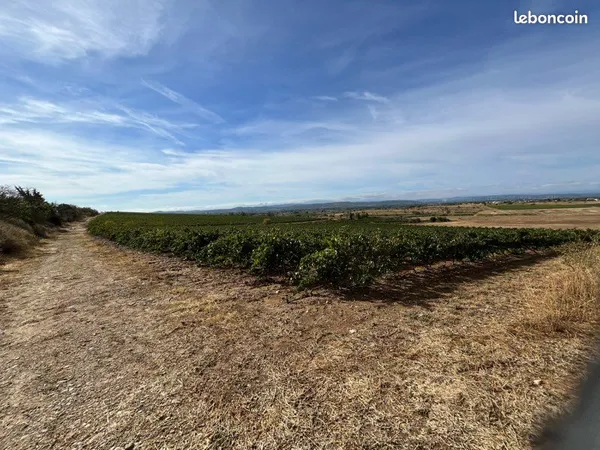 Vigne chardonnay